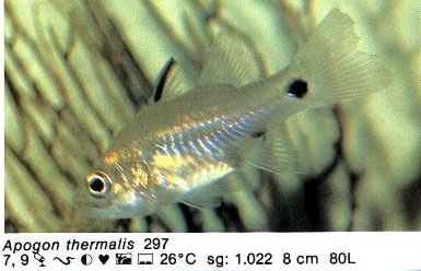 Apogon thermalis